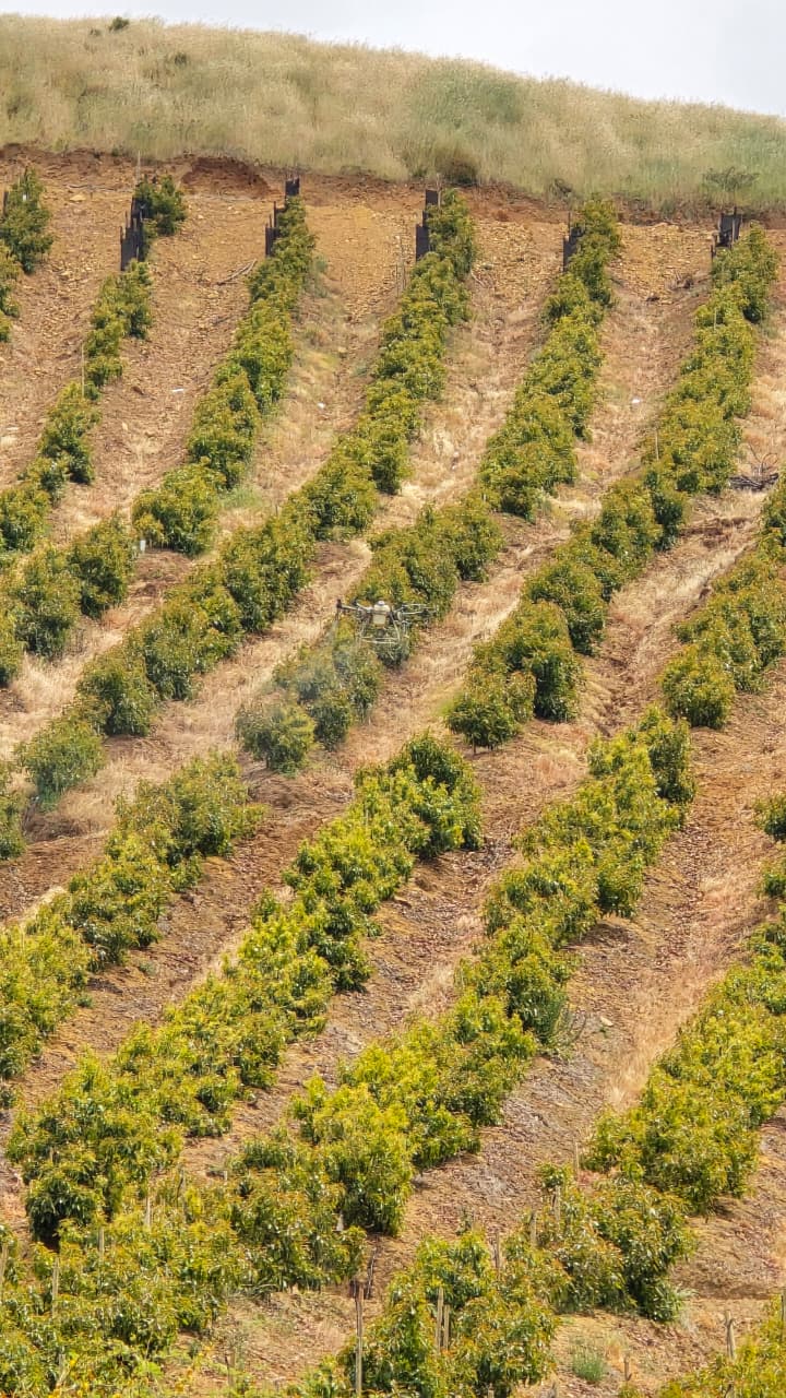 Aplicación en paltos