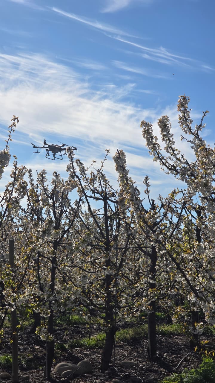 APLICACION DE POLEN EN CEREZOS